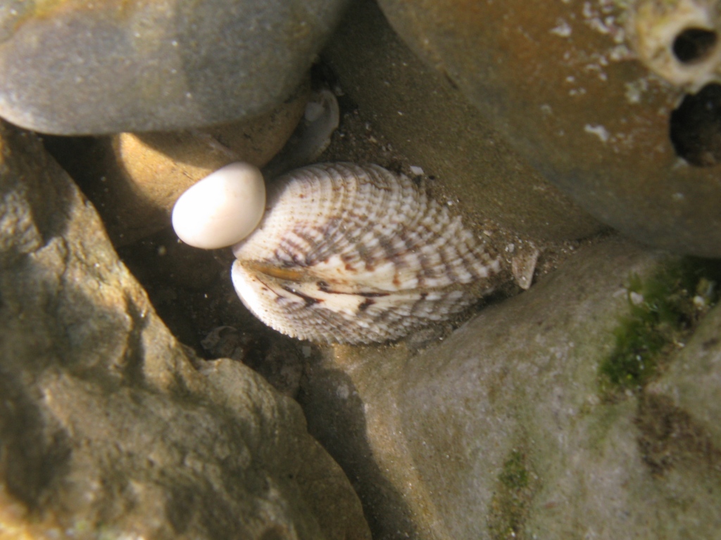 Mollusca - Venus verrucosa Linn, 1758